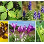 Plantas ratids