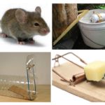 Tipos de traps de mouse