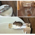 Armadilhas caseiras