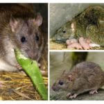 Rato cinzento