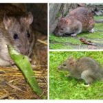 Rato cinzento
