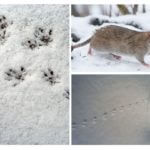 Vestígios de ratos na neve