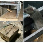 Mousetraps difícil