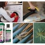 Técnicas de Controle de Piolhos