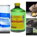 Fundos de ratos e camundongos