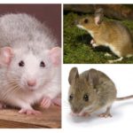 Estrutura do mouse