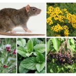 Plantas de rato