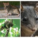 Rato do Turquestão