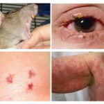 Doenças do rato