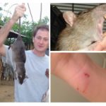 Mordidas de ratos