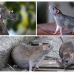 Ratos selvagens