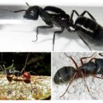 Espécies de formigas grandes