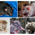 Speciile de șobolani