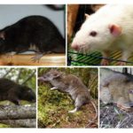 Espécie de rato