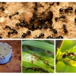 Espécies de formigas