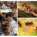 Espécies de formigas