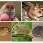 Tipos de ratos