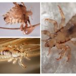 Tipos de piolhos