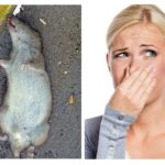 Rato morto