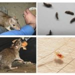 Como ratos infectam humanos