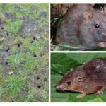 Rato da terra