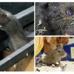 Vida do rato da casa