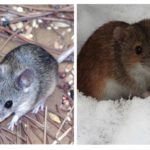 Vida do mouse
