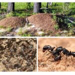 Kehidupan Anthill