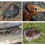 Habitat Shrew
