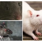 Visão de rato