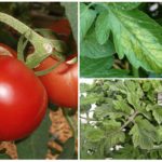 Pulgões em tomates
