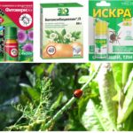 Produtos biológicos para pulgões