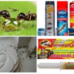 Meios para combater formigas