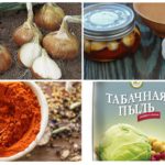 Receitas populares de pragas