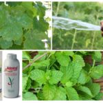 Meios para combater pulgões em uvas