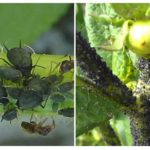 Pulgões em tomate verde