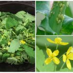 Celandine vs pulgão