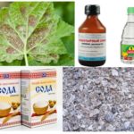 Receitas Caseiras Aphid