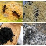 Receitas populares de formigas