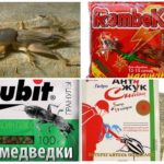 Persiapan siap untuk kubis
