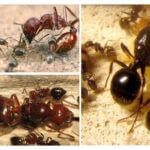 Hierarki Anthill