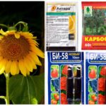 Produtos químicos tóxicos de pulgões em girassol