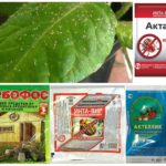 Produtos químicos tóxicos de pragas