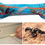 Lápis Masha para lutar contra as formigas