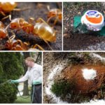 Formigas amarelas no campo e no jardim