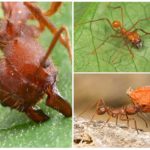 Antata