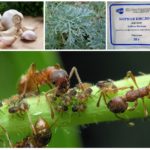 Plantas na luta contra insetos