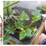 Pulverização de plantas com vodka