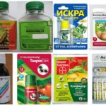 Comerciantes Anti-Aphid