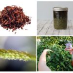 O uso do caldo de tabaco